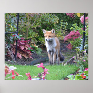 Mr Fox Poster
