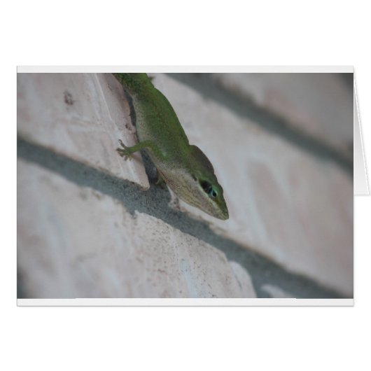 Mr Green Lizard Cards (Front Horizontal)