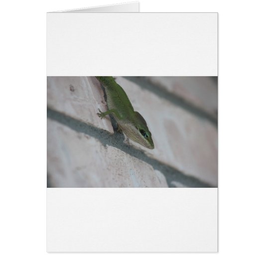 Mr Green Lizard Cards (Front)