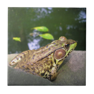 Mr. Jeremy Fisher Ceramic Tile