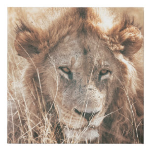 MR LION KING FAUX CANVAS PRINT