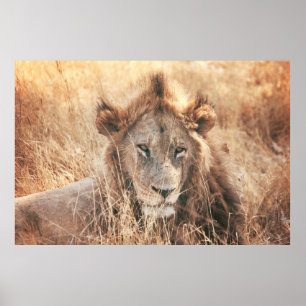 MR LION KING POSTER