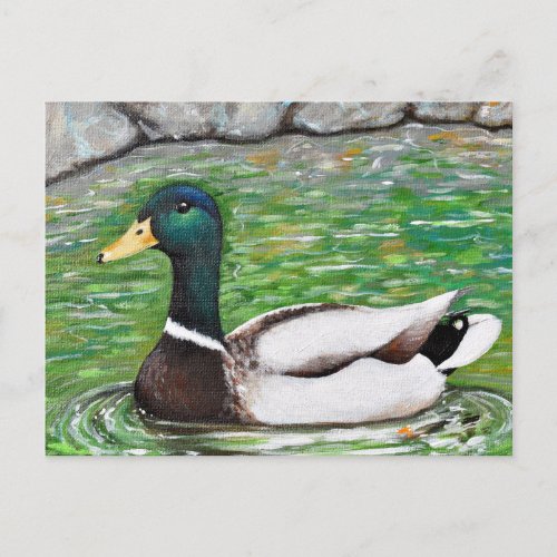 Mr Mallard Duck Painting Postcard