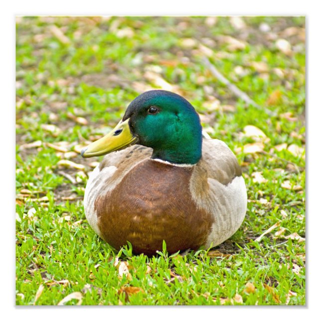 Mr. Mallard Duck Photo Print (Front)