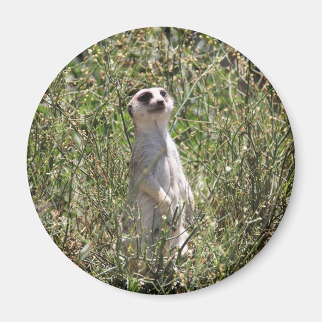 Mr Meerkat Magnet (Front)