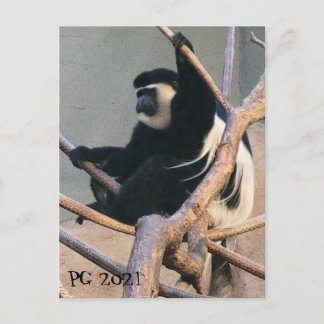 Mr. Monkey Postcard