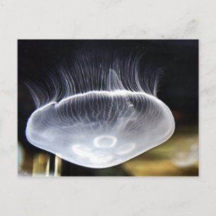 Mr. Moon Jellyfish Postcard