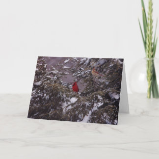 Mr & Mrs Cardinal Holiday Card