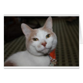 Mr. Peabody! (Front Horizontal)