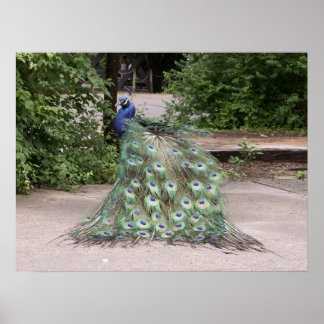 Mr.Peacock ruffles his feathers Poster