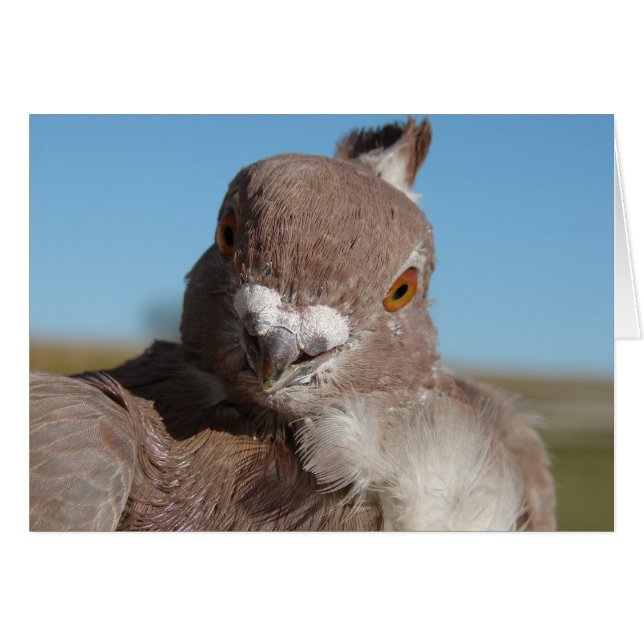 Mr. Pigeon Cards (Front Horizontal)
