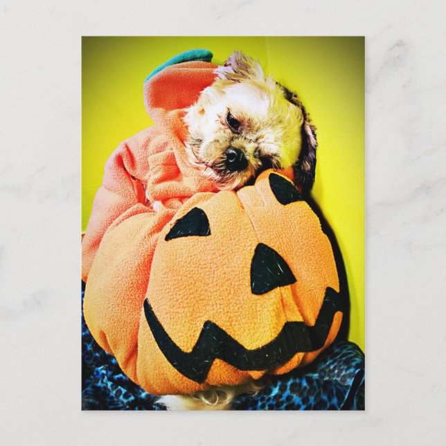 Mr. Puppy Pumpkin Postcard (Front)