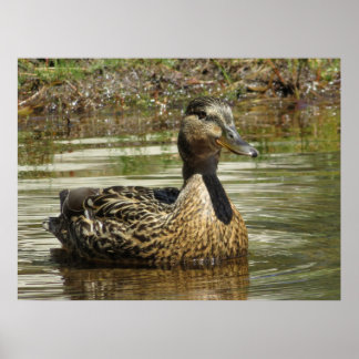 Mr. Quack Poster