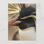 Mr. Rockhopper Penguin Postcard