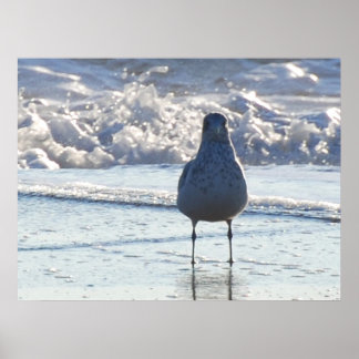 Mr. Seagull Poster