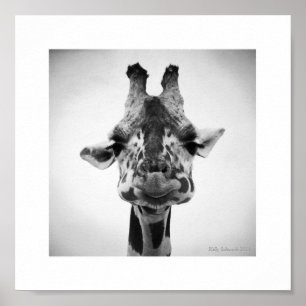 Mr. Serious Giraffe Black and White Photography Poster