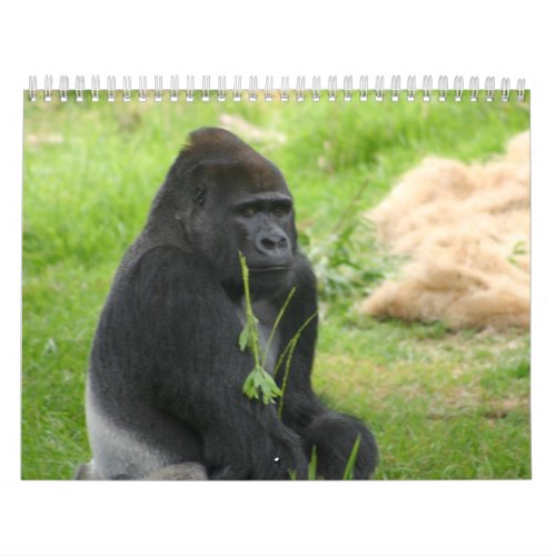 Mr Silverback Calendar