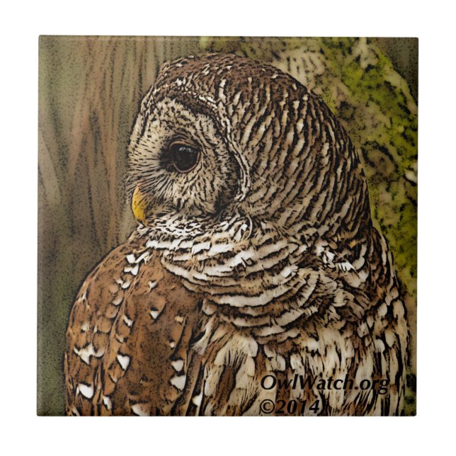Mrs Barred Owl Tile (Front)