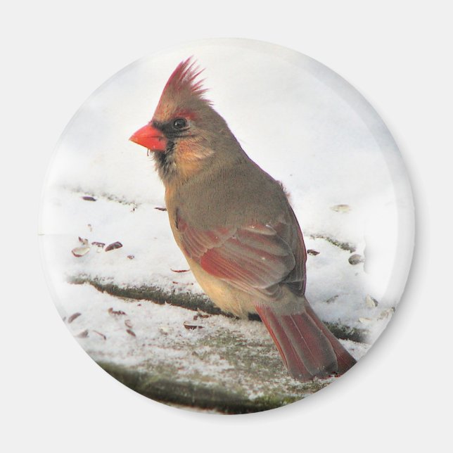 Mrs.Cardinal Bird Magnet (Front)