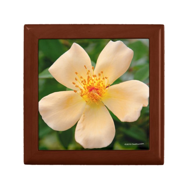 Mrs. Oakley Fisher Rose Gift Box (Front)