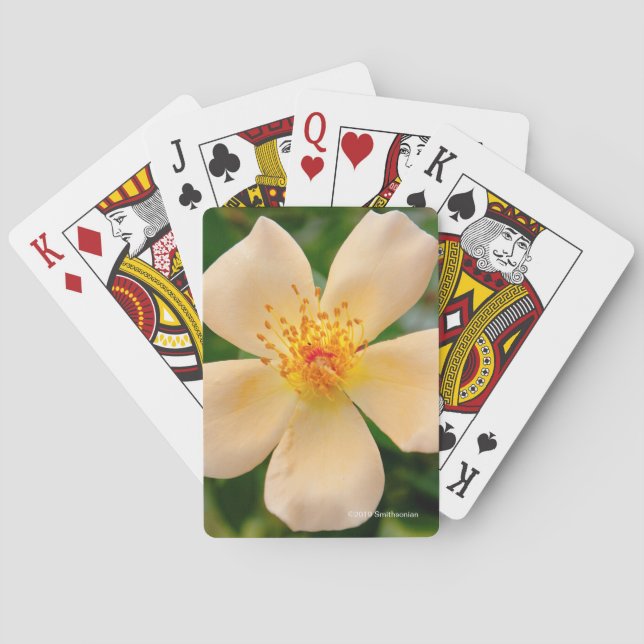 Mrs. Oakley Fisher Rose Poker Cards (Back)