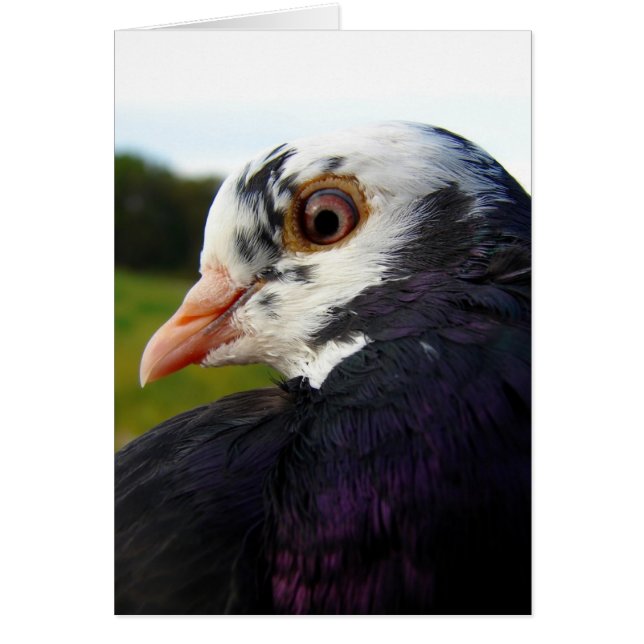 Mrs. Pigeon All Occasions  Cards (Front)