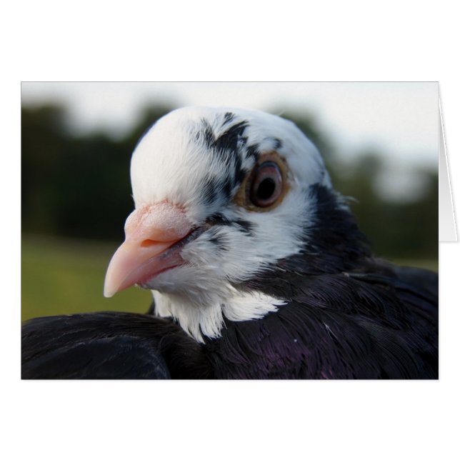 Mrs. Pigeon Cards (Front Horizontal)