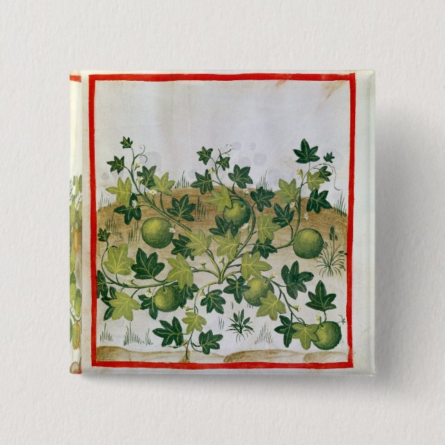Ms 3054 fol.20 Melons, from 'Tacuinum Sanitatis' Button (Front)