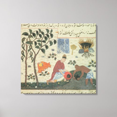Ms Pers 332 Pepper tree and preparing pepper Canvas Print