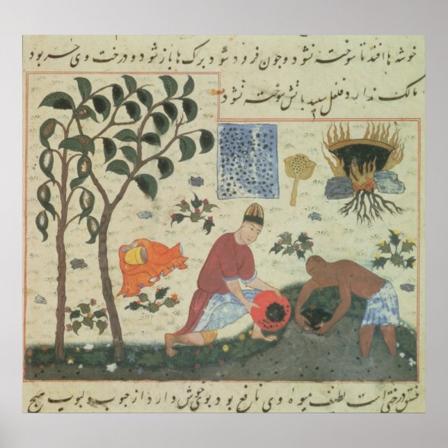 Ms Pers 332 Pepper tree and preparing pepper Poster (Front)