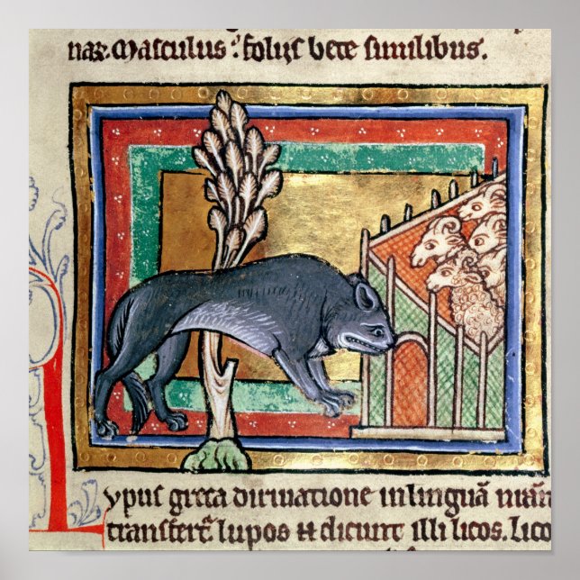 MS Roy A wolf outside a sheep fold Poster (Front)