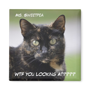 Ms. Sweetpea the Tortie Magnet