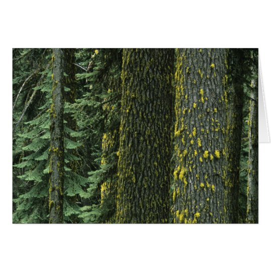Mt. Ashland, Rogue RIver National Forest, Card
