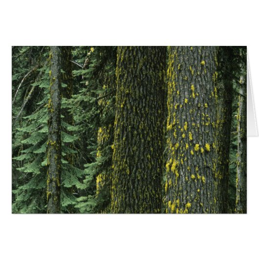 Mt. Ashland, Rogue RIver National Forest, Cards (Front Horizontal)