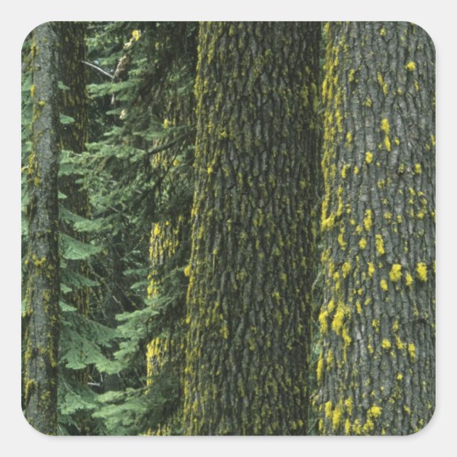 Mt. Ashland, Rogue RIver National Forest, Square Sticker (Front)