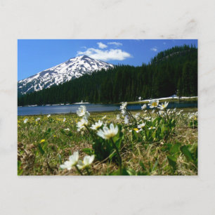 Mt Bachelor & Wildflowers 1 Postcard