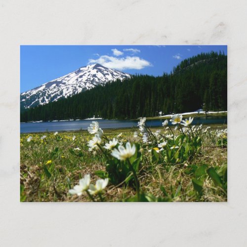 Mt Bachelor  Wildflowers 1 Postcard