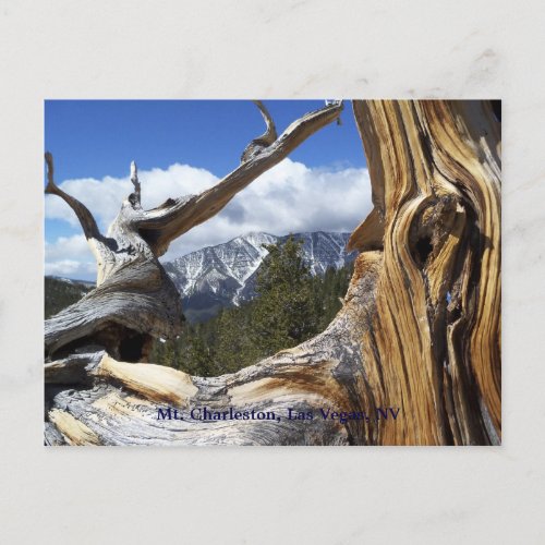 Mt Charleston Las Vegas NV Postcard