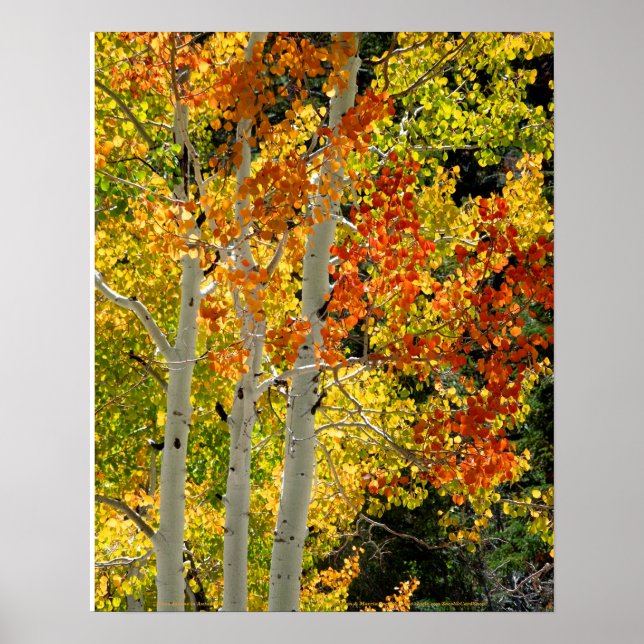 Mt. Charleston NV Autumn Aspen 16"x 20" Poster (Front)