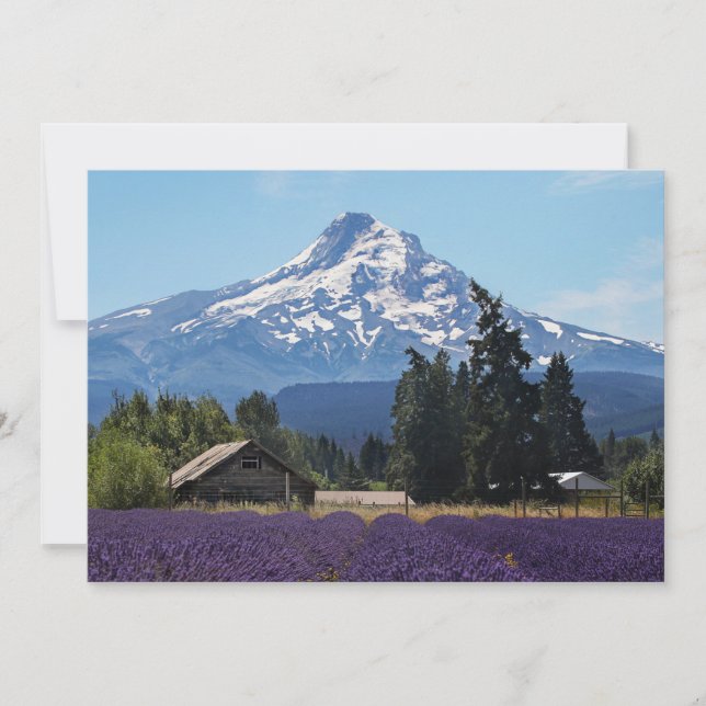 Mt Hood Lavender Fields Blank Card (Front)