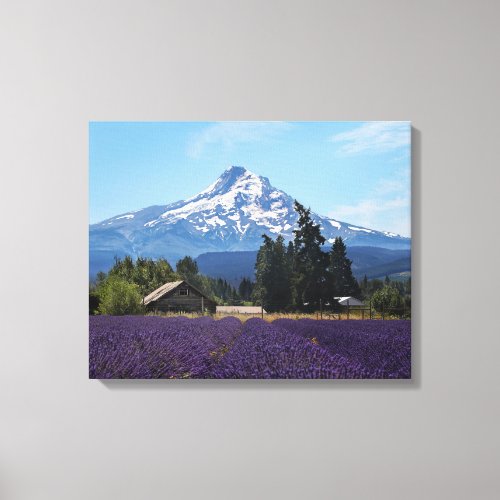 Mt Hood Lavender Fields Canvas Print