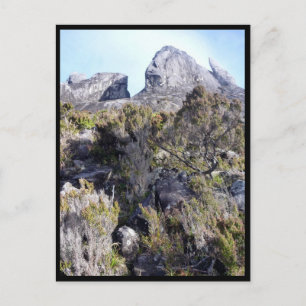 mt kinabalu plants postcard