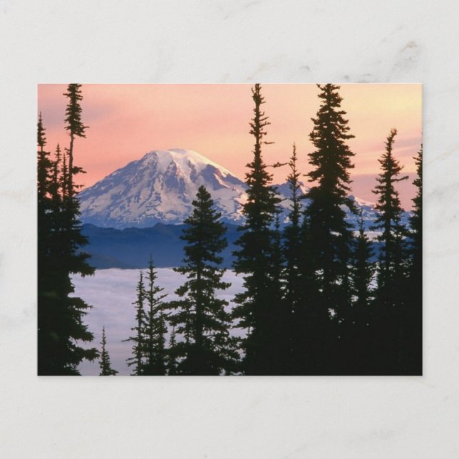 Mt. Ranier, Washington Postcard (Front)