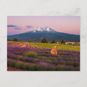Mt. Shasta Lavender Sunset... Postcard