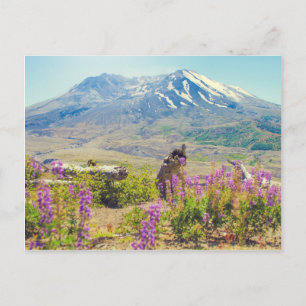 Mt. St. Helens Postcard