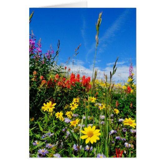 Mt. Wildflowers Cards (Front)