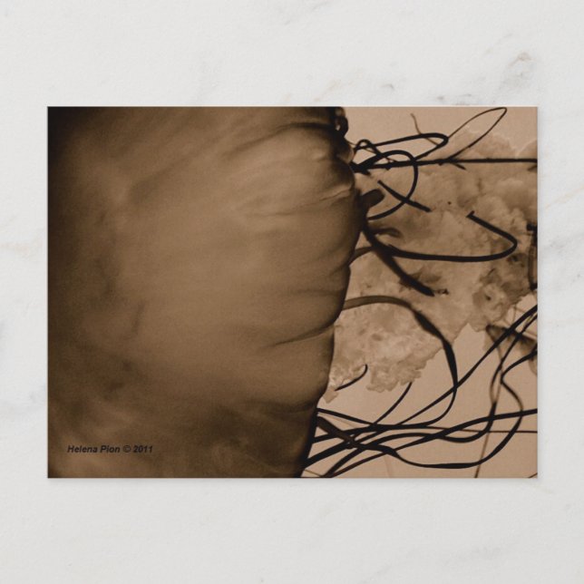 MTV 5 POSTCARD (Front)