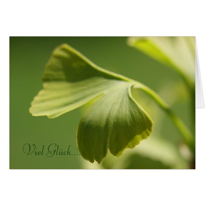 Much luck   ginkgo sheet greeting card