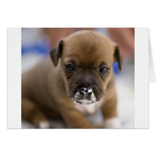 Mucky Puppy Cards (Front Horizontal)