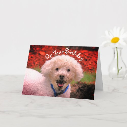 Mud Faced Poodle Cute Birthday Card